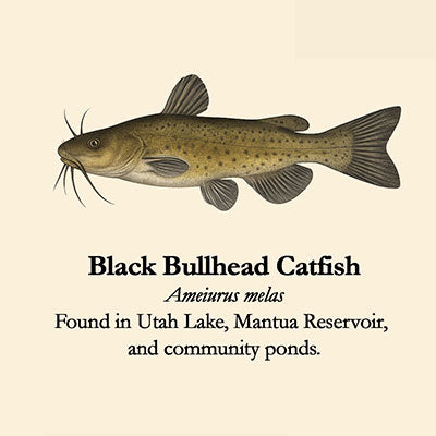 Black Bullhead Catfish