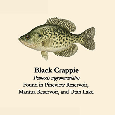 Black Crappie