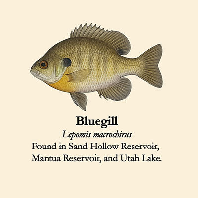 Bluegill