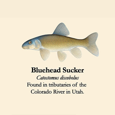 Bluehead Sucker