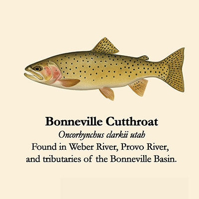 Bonneville Cutthroat