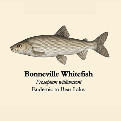 Bonneville Whitefish