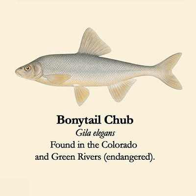 Bonytail Chub