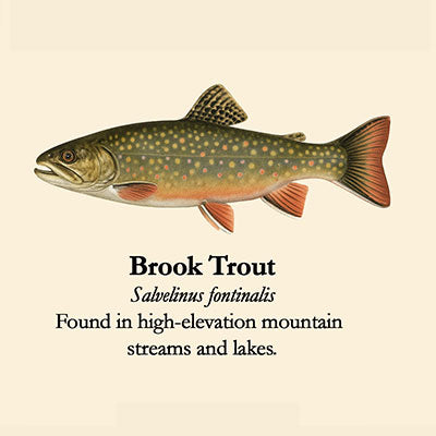 Brook Fish Spotlight on Utah's Fish – Fish Of Utah