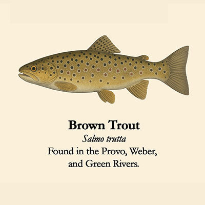 Brown Trout