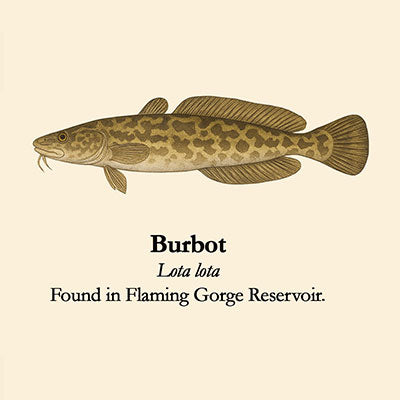 Burbot