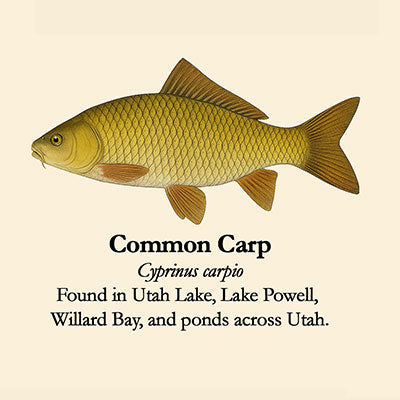 Common Carp