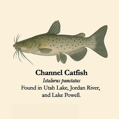 Channel Catfish