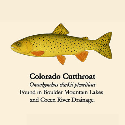 Colorado Cutthroat