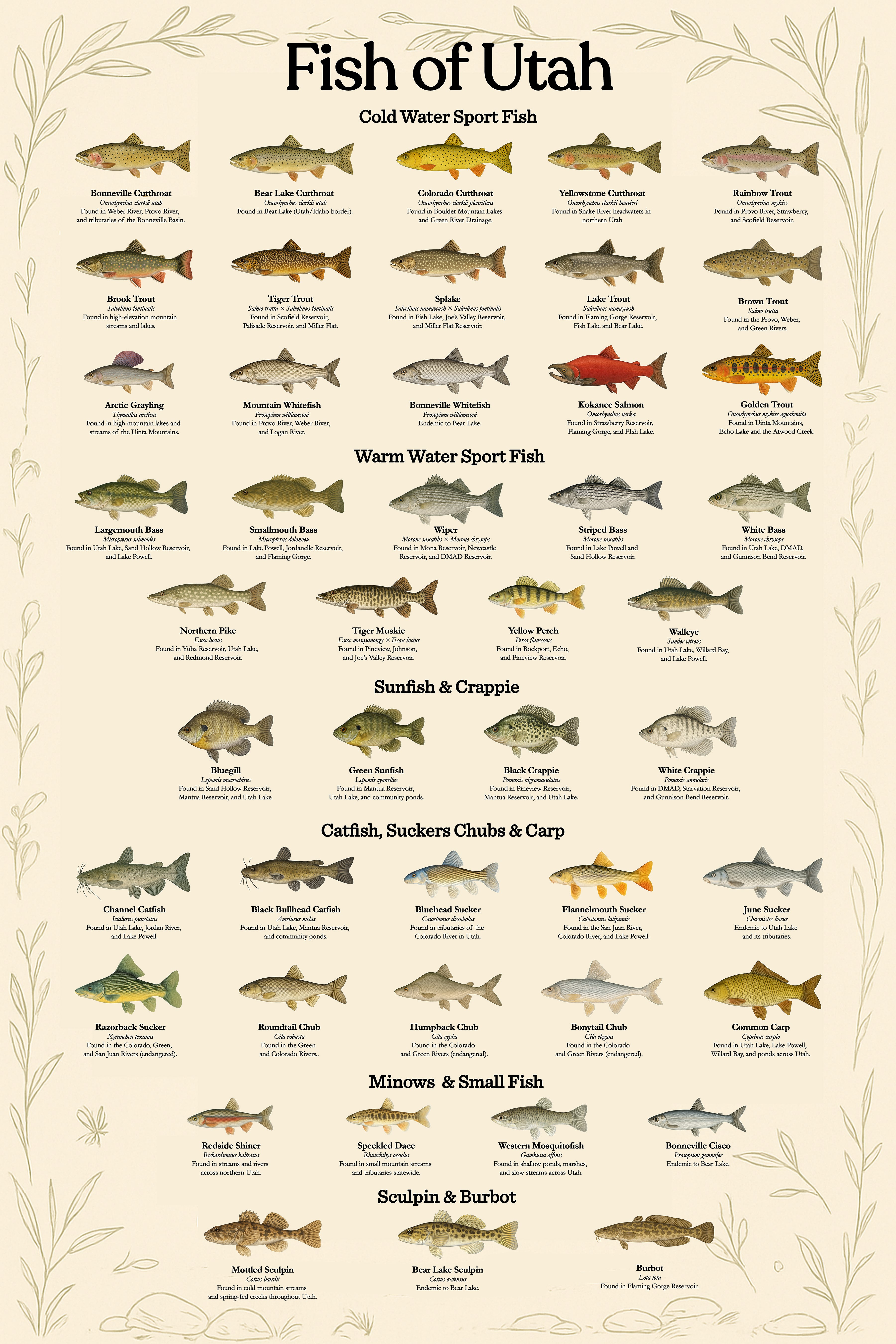 Fish of Utah educational poster showing 45 species
