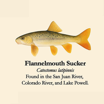 Flannelmouth Sucker