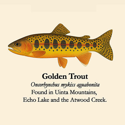 Golden Trout