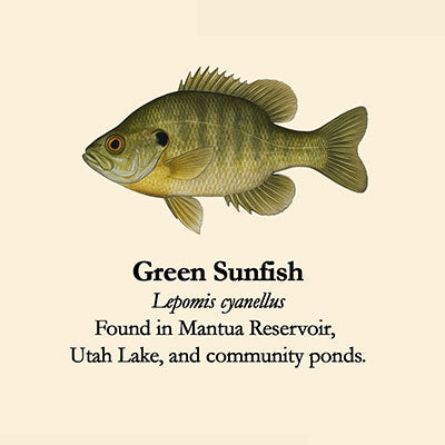 Green Sunfish