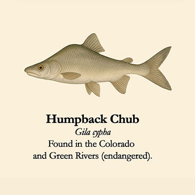Humpback Chub