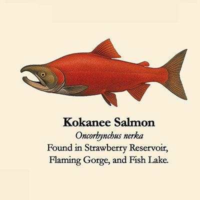 Kokanee Salmon