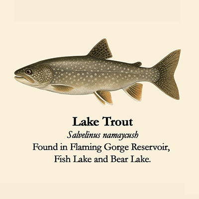 Lake Trout