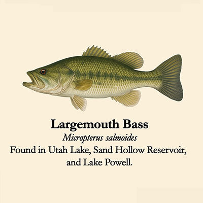 Largemouth Bass