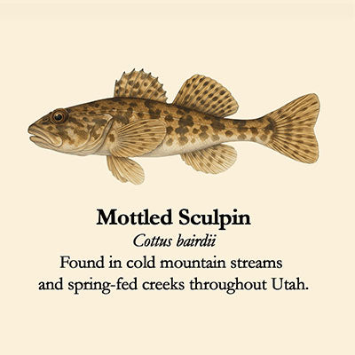 Mottled Sculpin