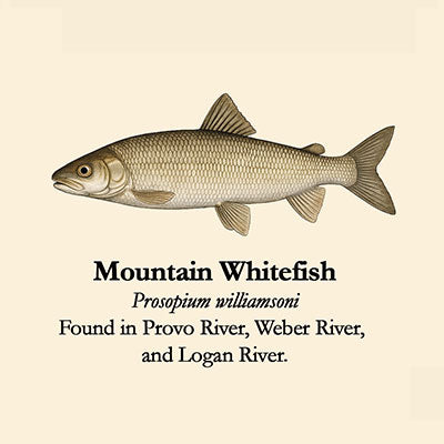 Mountain Whitefish
