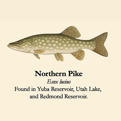 Northern Pike