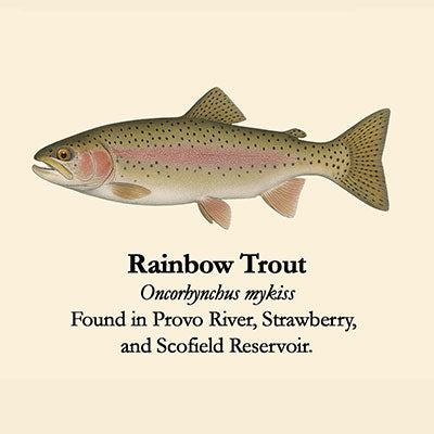 Rainbow Trout