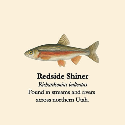 Redside Shiner