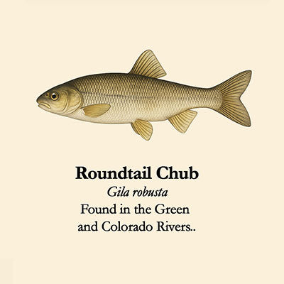 Roundtail Chub