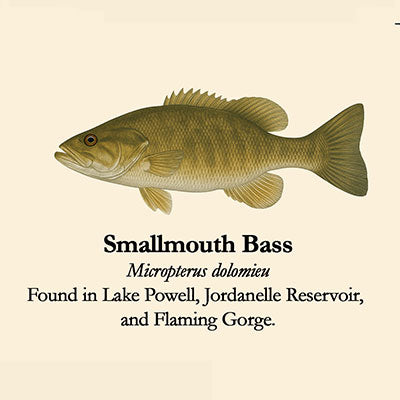 Smallmouth Bass