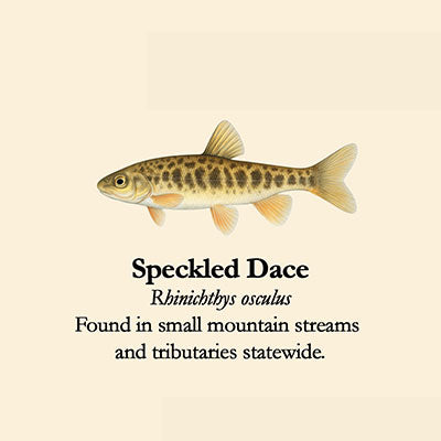 Speckled Dace