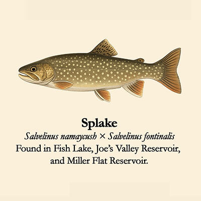 Splake Range Spotlight on Utah's Fish – Fish Of Utah