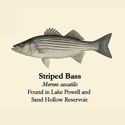 Striped Bass