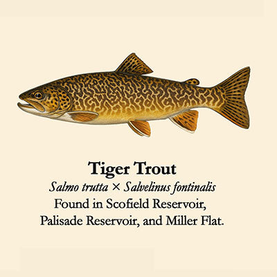Tiger Trout