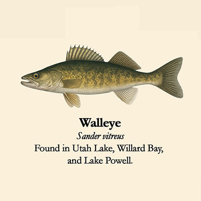Walleye