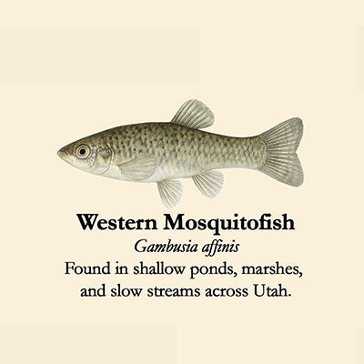 Western Mosquitofish