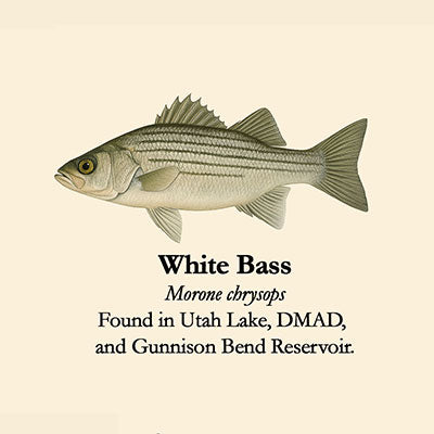 White Bass