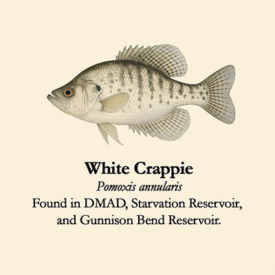 White Crappie
