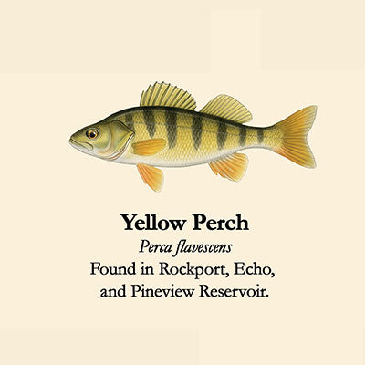 Yellow Perch