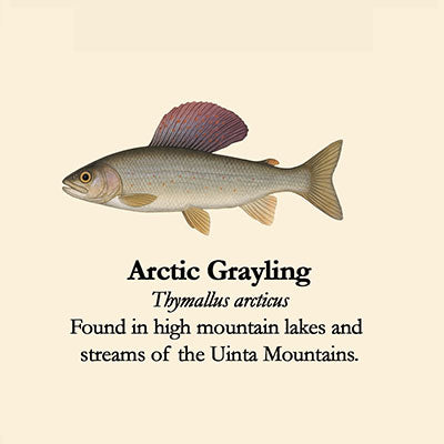 Arctic Grayling