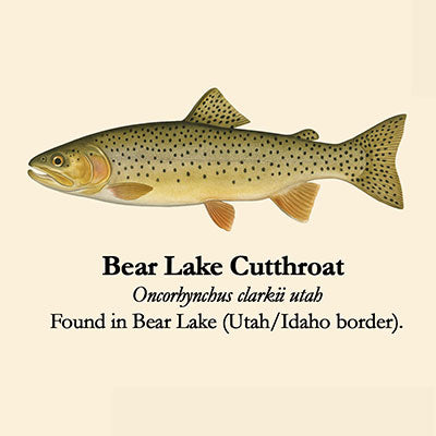 Bear Lake Cutthroat