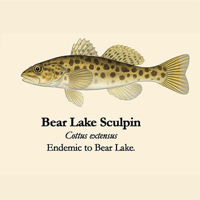 Bear Lake Sculpin