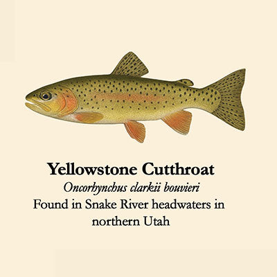 Yellowstone Cutthroat